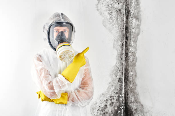 Best Industrial Mold Remediation  in Sussex, WI